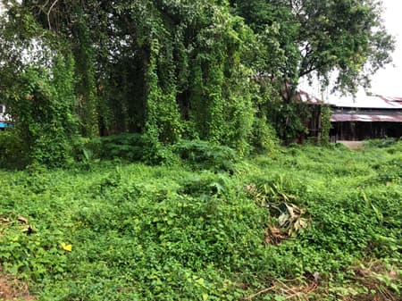 Suan San Pocket Park
